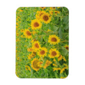 モーセ湖の近くのヒマワリの大きな畑2 マグネット (縦)