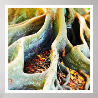 モートン湾イチジクの木の根 ポスター