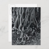 モートン湾イチジクの木の根 ポストカード (正面/裏面)