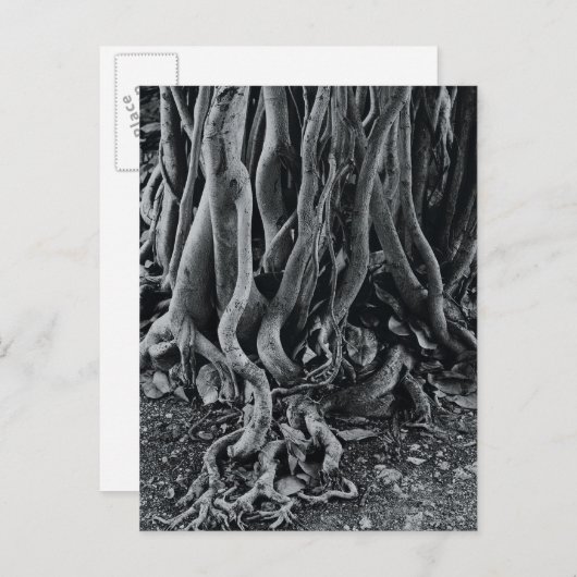 モートン湾イチジクの木の根 ポストカード (正面/裏面)