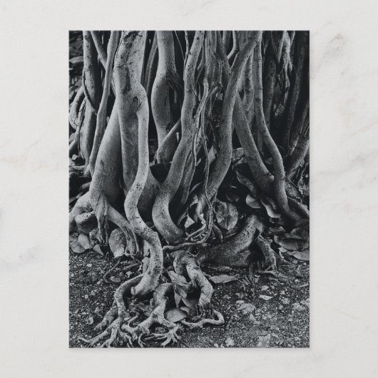 モートン湾イチジクの木の根 ポストカード (正面)
