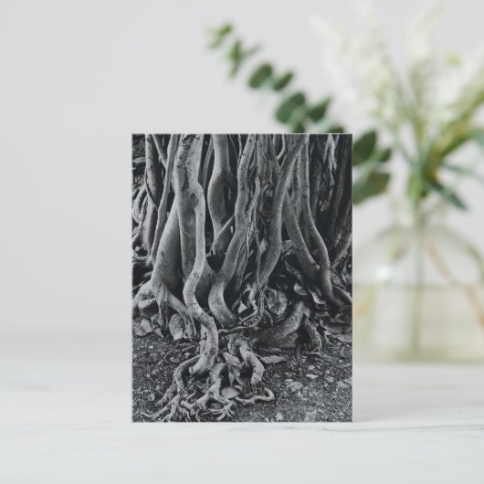 モートン湾イチジクの木の根 ポストカード (スタンド正面)