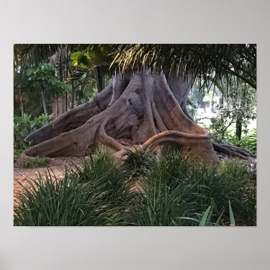 モートン湾フィグツリー ポスター (正面)