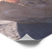 モーニングキャット ポスター (角)