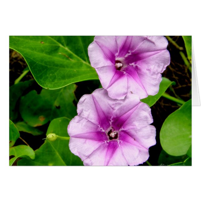 モーニンググローリズアットクラビカード (正面横)