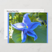 モーニンググローリースター ポストカード (正面/裏面)