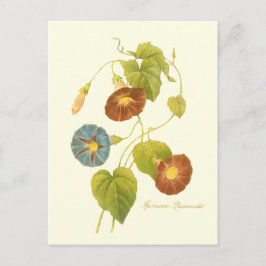 モーニンググローリーブルーイラストレーション ポストカード