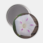 モーニンググローリーホワイト マグネット (正面/裏面)