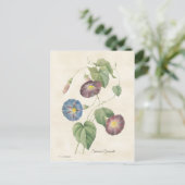 モーニンググローリーヴィンテージイラストレーション ポストカード (スタンド正面)