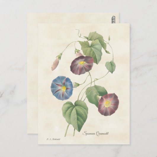 モーニンググローリーヴィンテージイラストレーション ポストカード (正面/裏面)