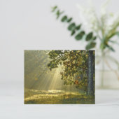 モーニングサンビーム付きオークツリー ポストカード (スタンド正面)