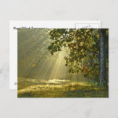 モーニングサンビーム付きオークツリー ポストカード (正面/裏面)