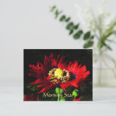 モーニングスター ポストカード (スタンド正面)