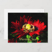 モーニングスター ポストカード (正面/裏面)