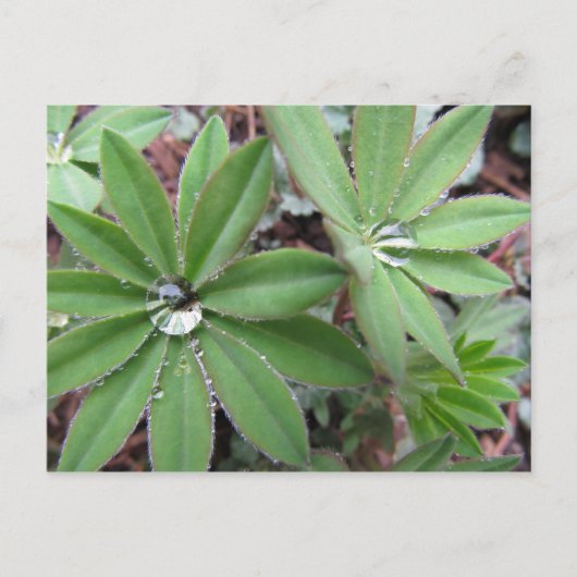 モーニングデューシリーズ ポストカード (正面)