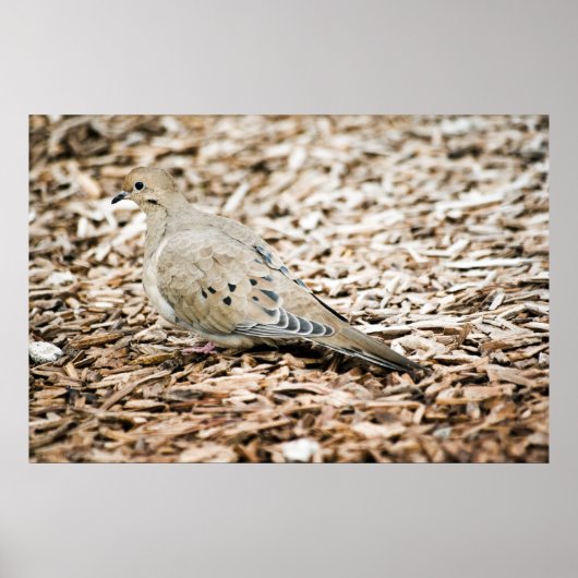 モーニングドーブ3プリント ポスター (正面)