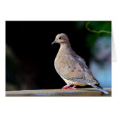 モーニングハト (正面横)