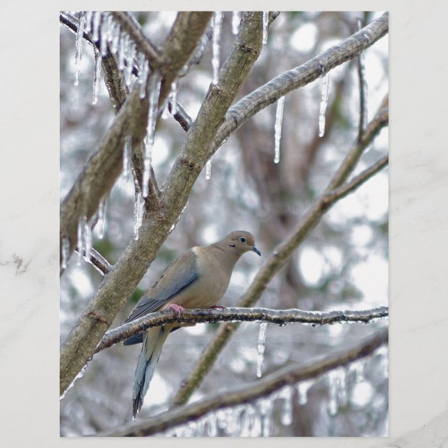 モーニングハト (正面)