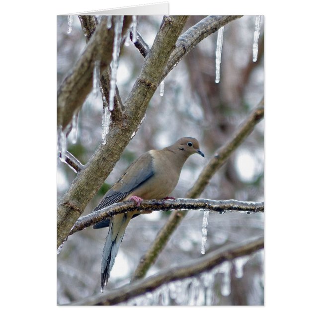 モーニングハト (正面)