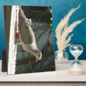 モーニングハト フォトプラーク (側面)