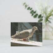 モーニングハト ポストカード (スタンド正面)