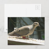 モーニングハト ポストカード (正面/裏面)