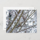 モーニングハト ポストカード (正面/裏面)