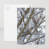 モーニングハト ポストカード (正面/裏面)