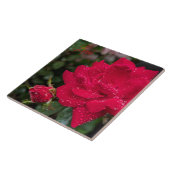 モーニングバラ タイル (側面)