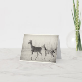 モーニングホワイトテール カード