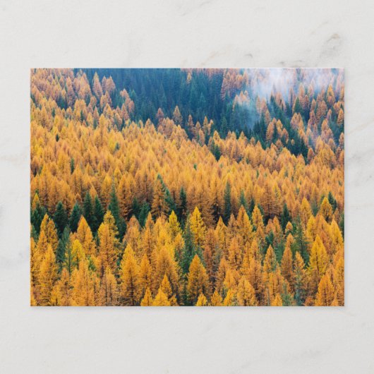 モーニングライトアットビーチ |ティビー島 ポストカード (正面)