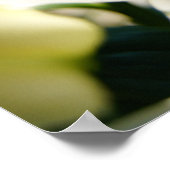 モーニングリリー ポスター (角)