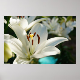 モーニングリリー ポスター