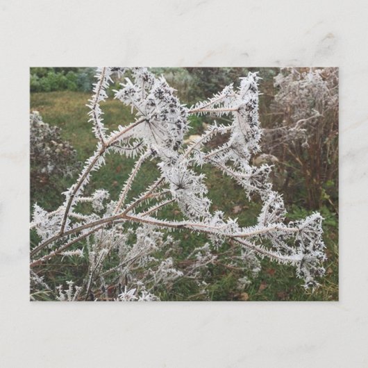 モーニング霜の降りたガーデン ポストカード (正面)
