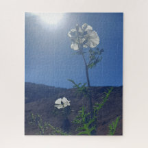 モーニング・カーム: 透ける光の中のクリーム色の花