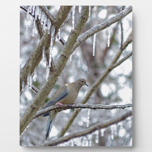 モーニング・ドーブ フォトプラーク (正面)