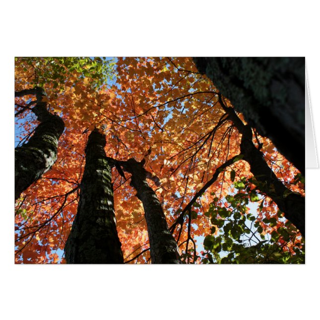 モーメントオブ秋禅 (正面横)