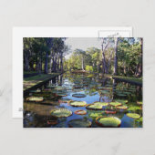 モーリシャス島のボタニカルガーデンパンプルムース ポストカード (正面/裏面)