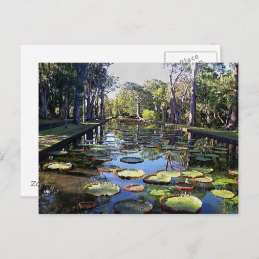 モーリシャス島のボタニカルガーデンパンプルムース ポストカード (正面/裏面)