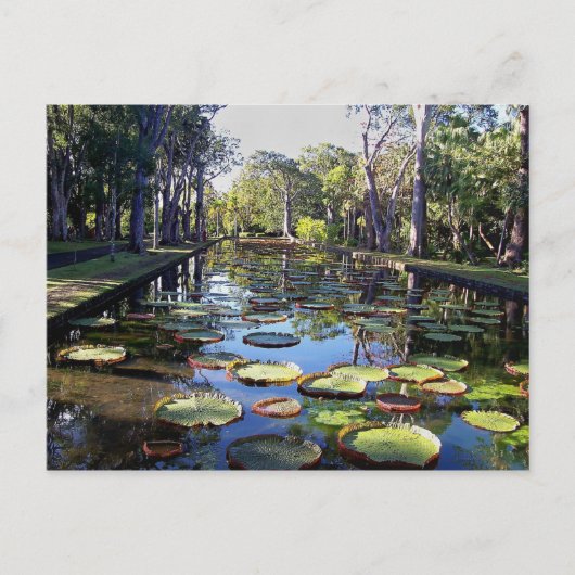モーリシャス島のボタニカルガーデンパンプルムース ポストカード (正面)