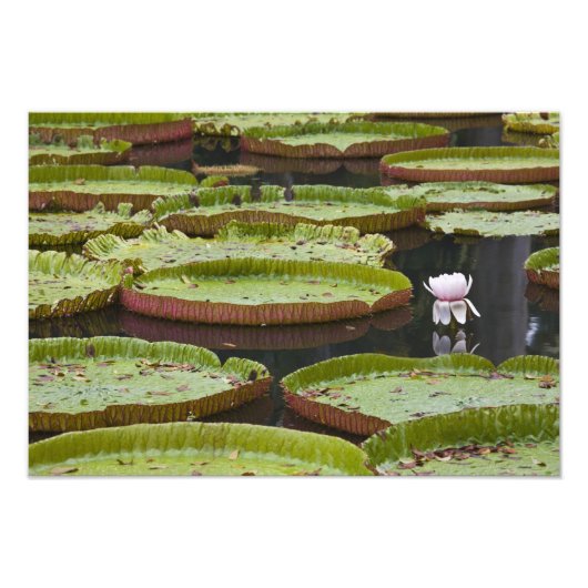 モーリシャス、パンプルムース、SSR植物園 フォトプリント (正面)