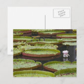 モーリシャス, パンプルムース, SSR植物園 ポストカード (正面/裏面)