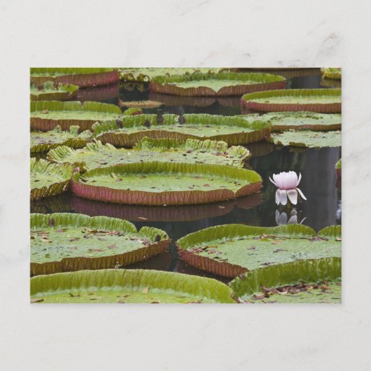 モーリシャス, パンプルムース, SSR植物園 ポストカード (正面)