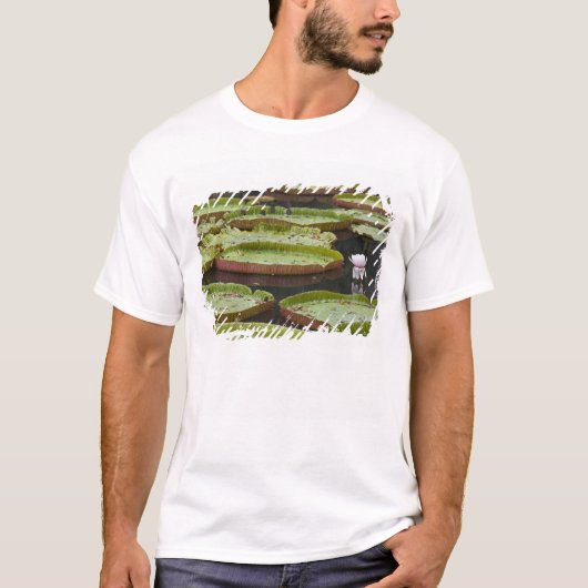 モーリシャス, パンプルムース, SSR植物園 Tシャツ (正面)