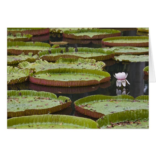 モーリシャス、パンプロス、SSR植物学 (正面横)