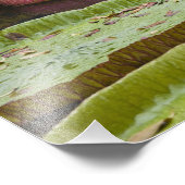 モーリシャス、パンプロス、SSR植物学 フォトプリント            (角)