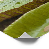 モーリシャス、パンプロス、SSR植物学 ポスター (角)