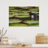 モーリシャス、パンプロス、SSR植物学 ポスター (キッチン)