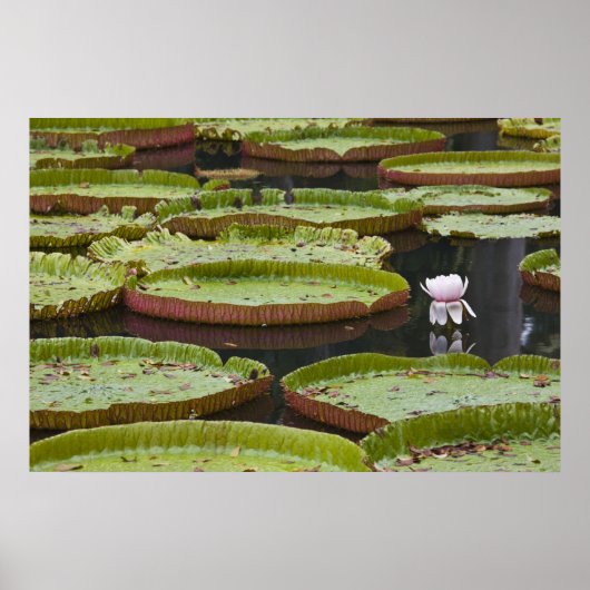 モーリシャス、パンプロス、SSR植物学 ポスター (正面)