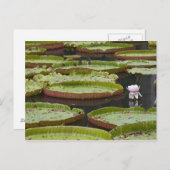 モーリシャス、パンプロス、SSR植物学 ポストカード (正面/裏面)